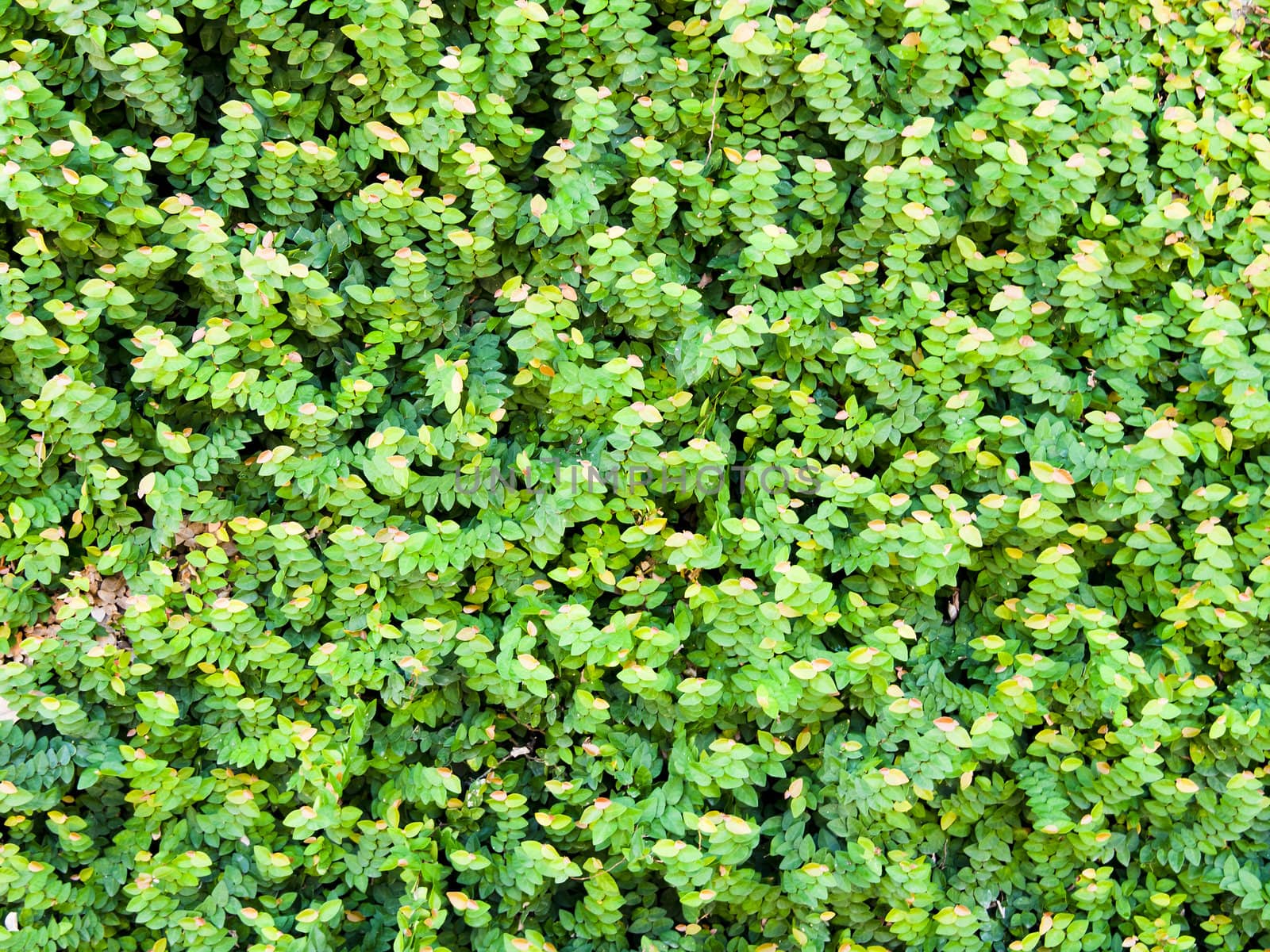 Green wall of Ivy leaves, nature background, texture by jakgree