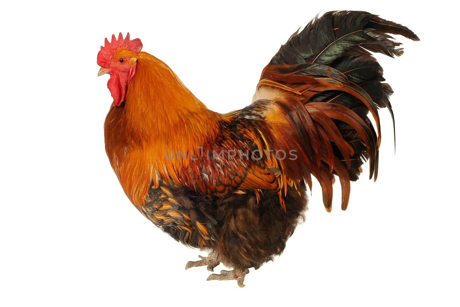red cock on a white background