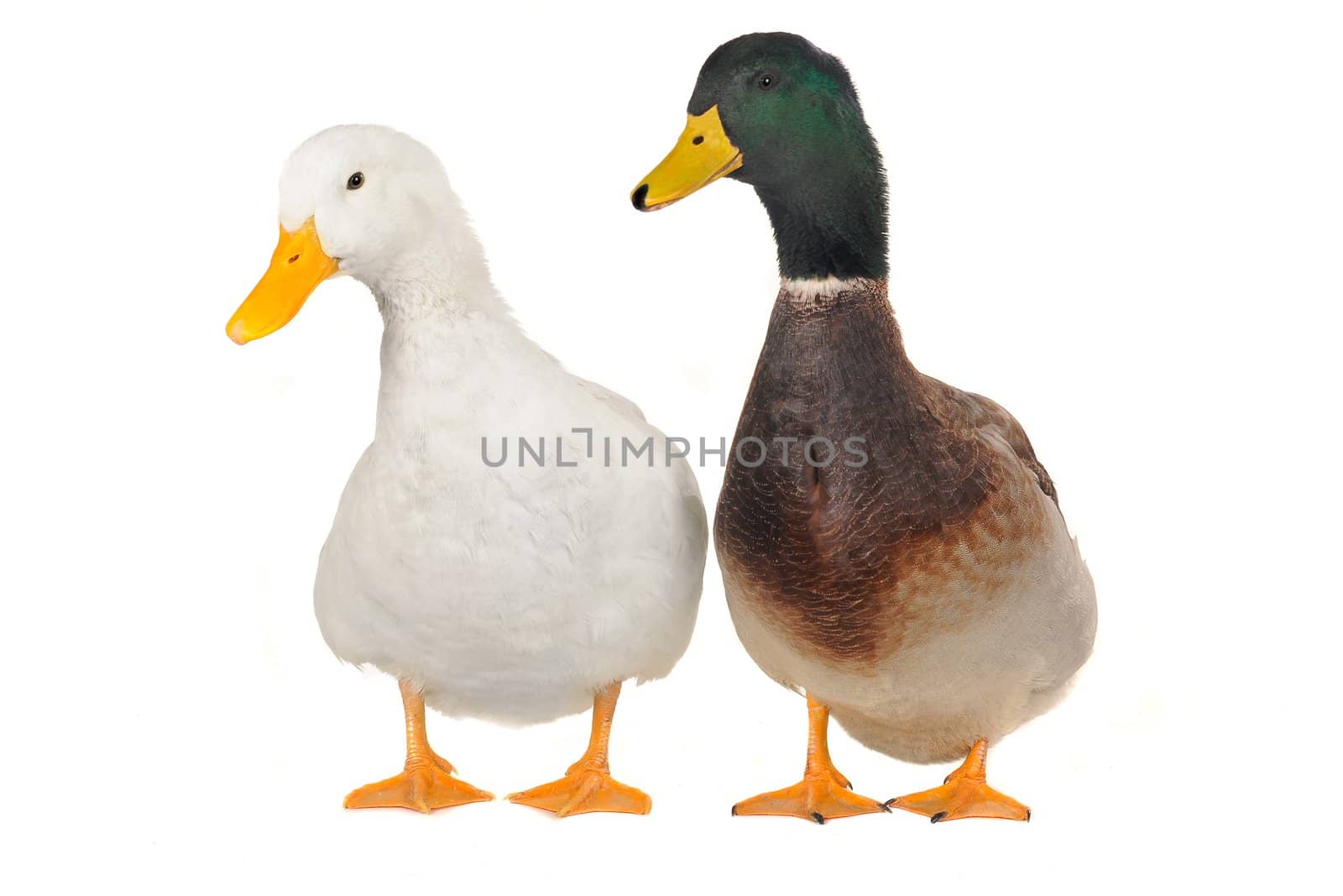two duck white on white a background           