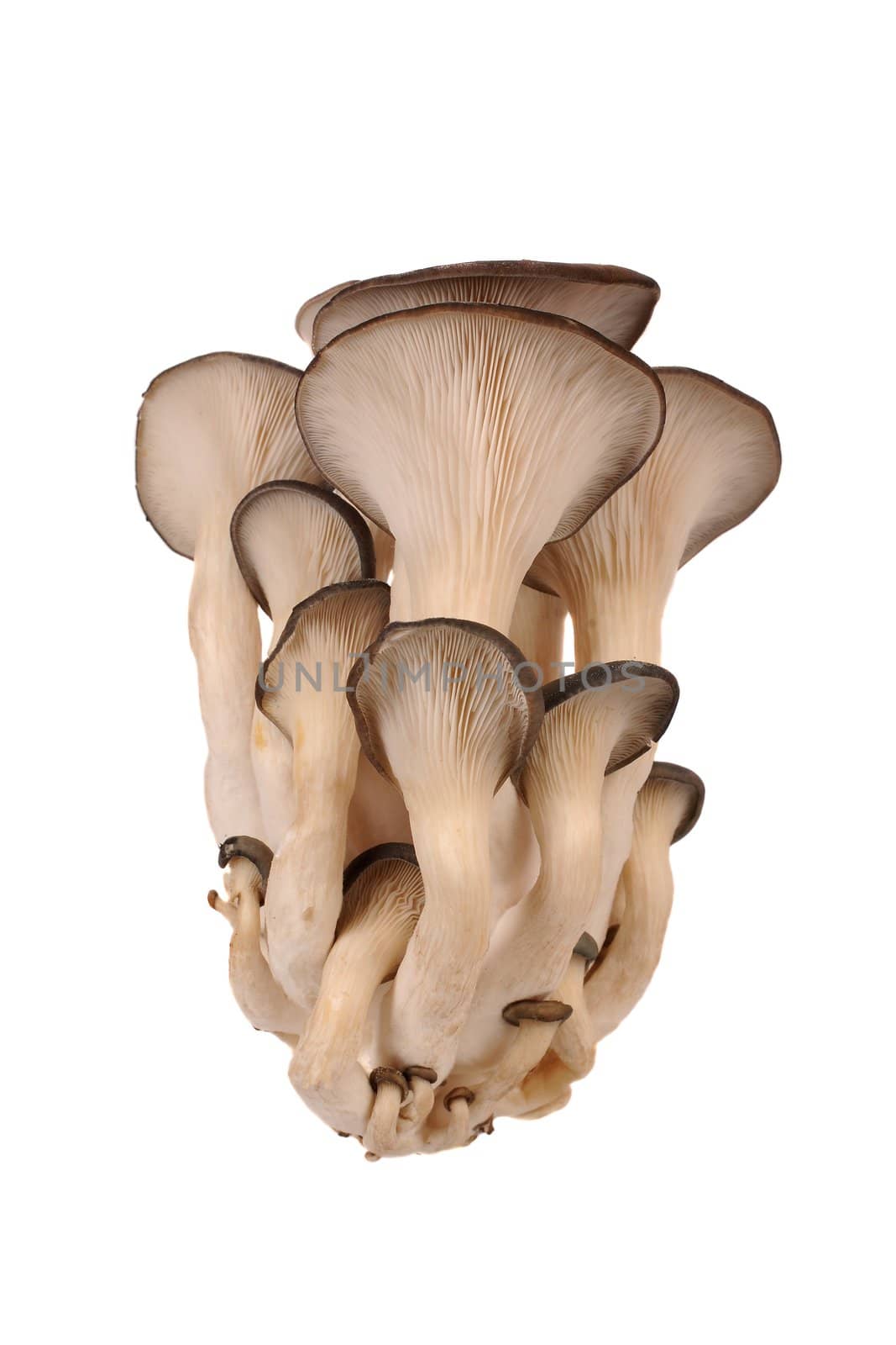 Oyster mushrooms on a white background