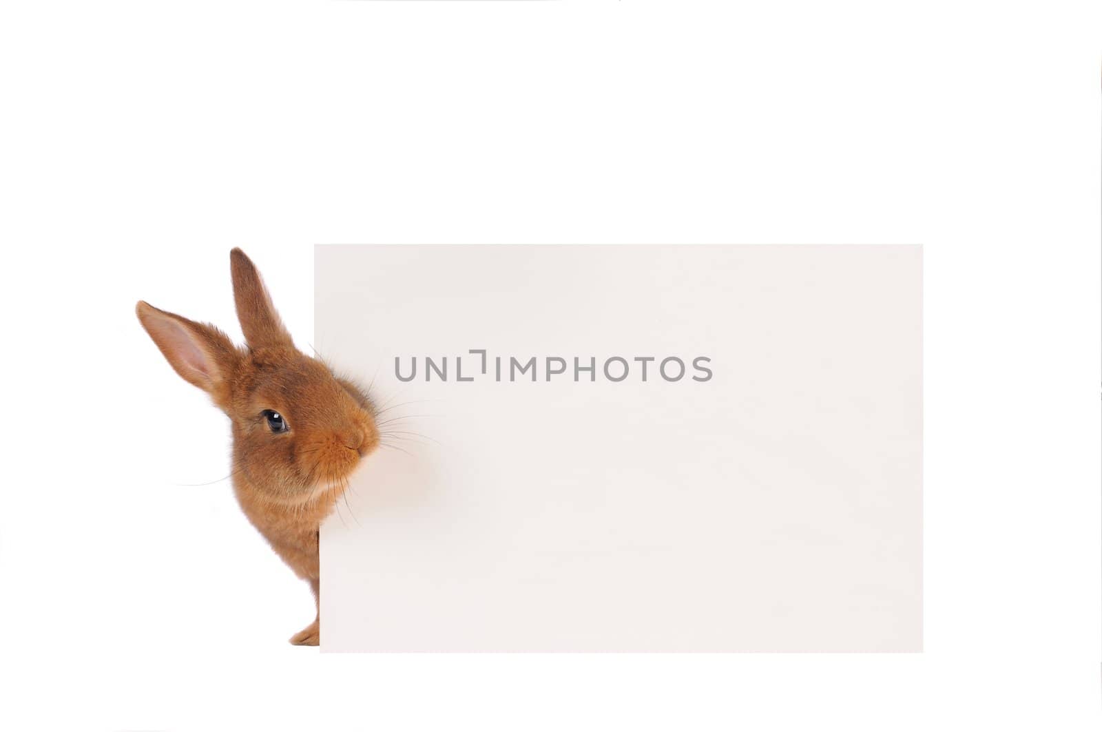 Rabbit with sheet for a text writing