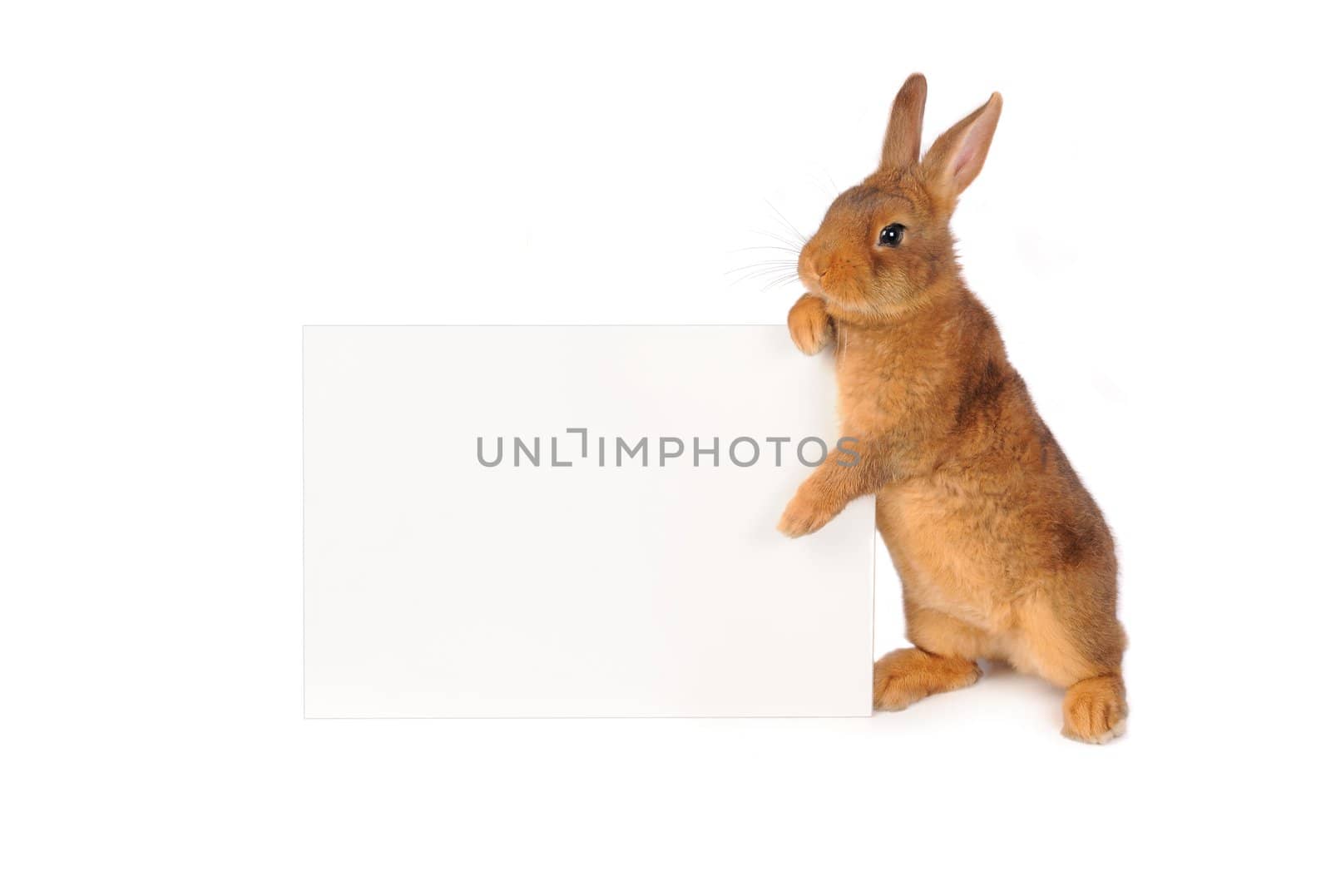 Rabbit with sheet for a text writing