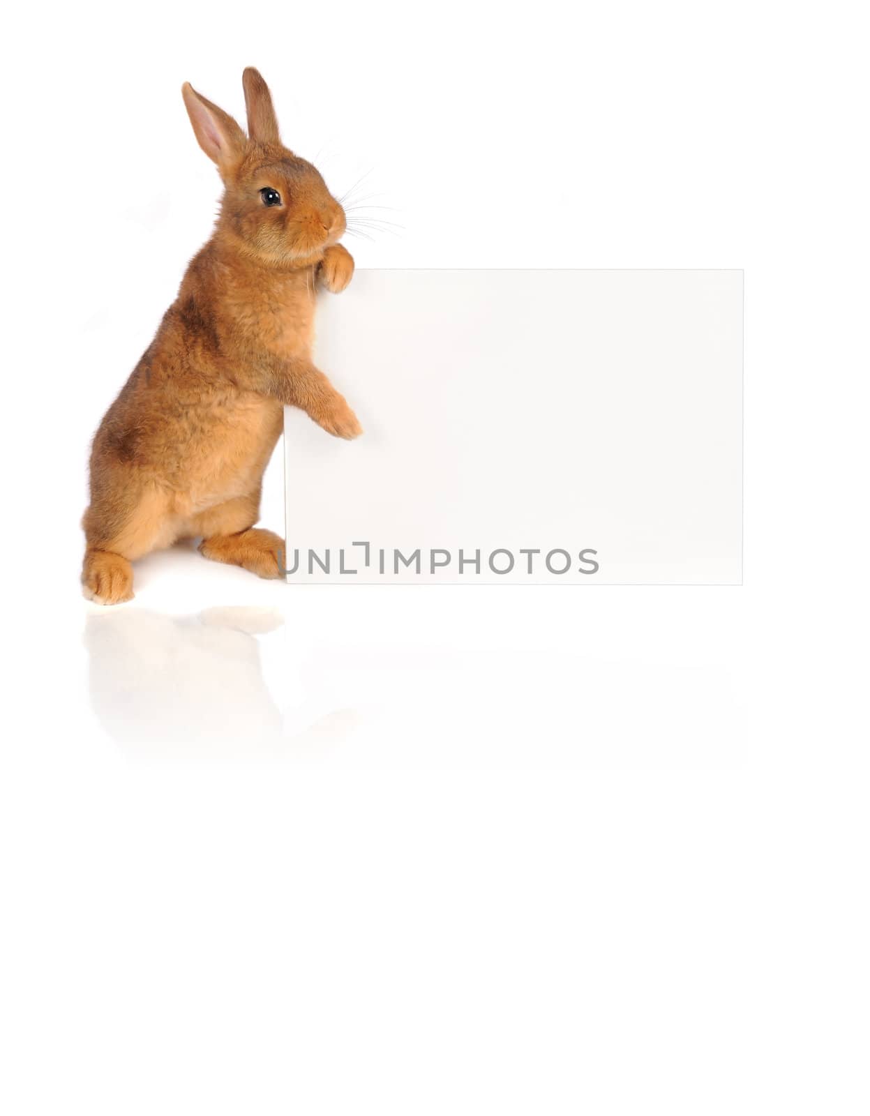 Rabbit with sheet for a text writing