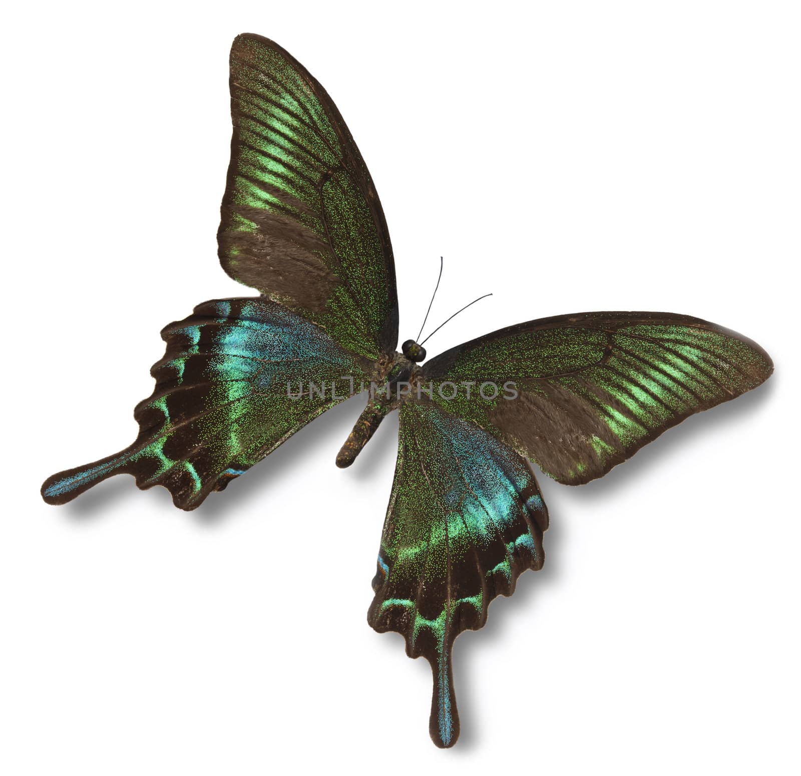 Tropical butterfly isolated on white