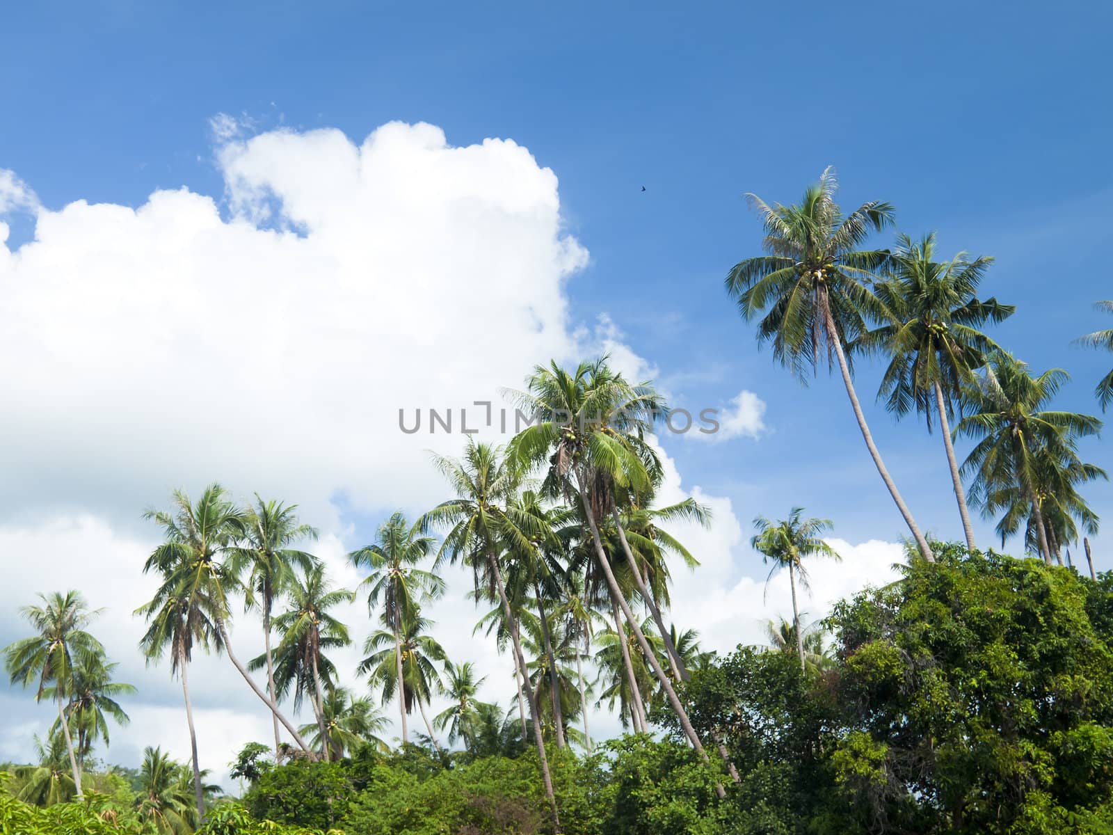 Coconut trees with blue sky