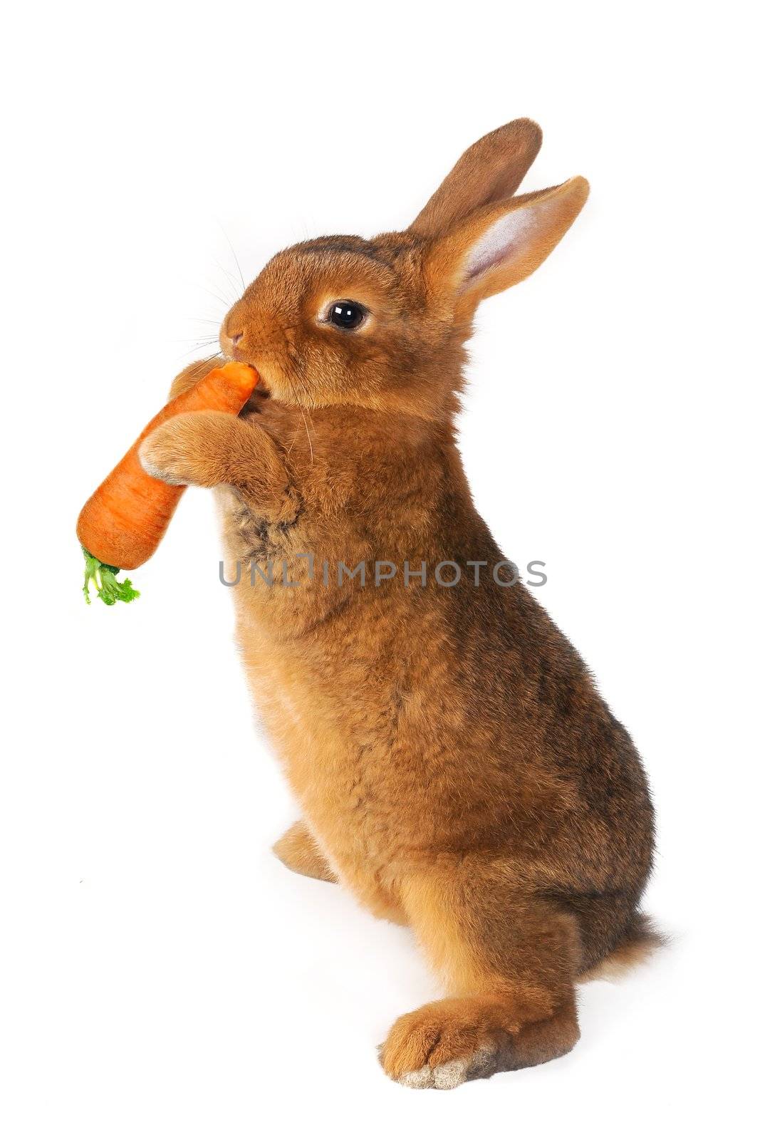Rabbit with carrot in paws �n a white background