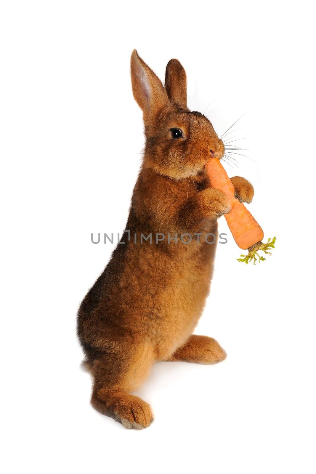 Rabbit with carrot in paws �n a white background
