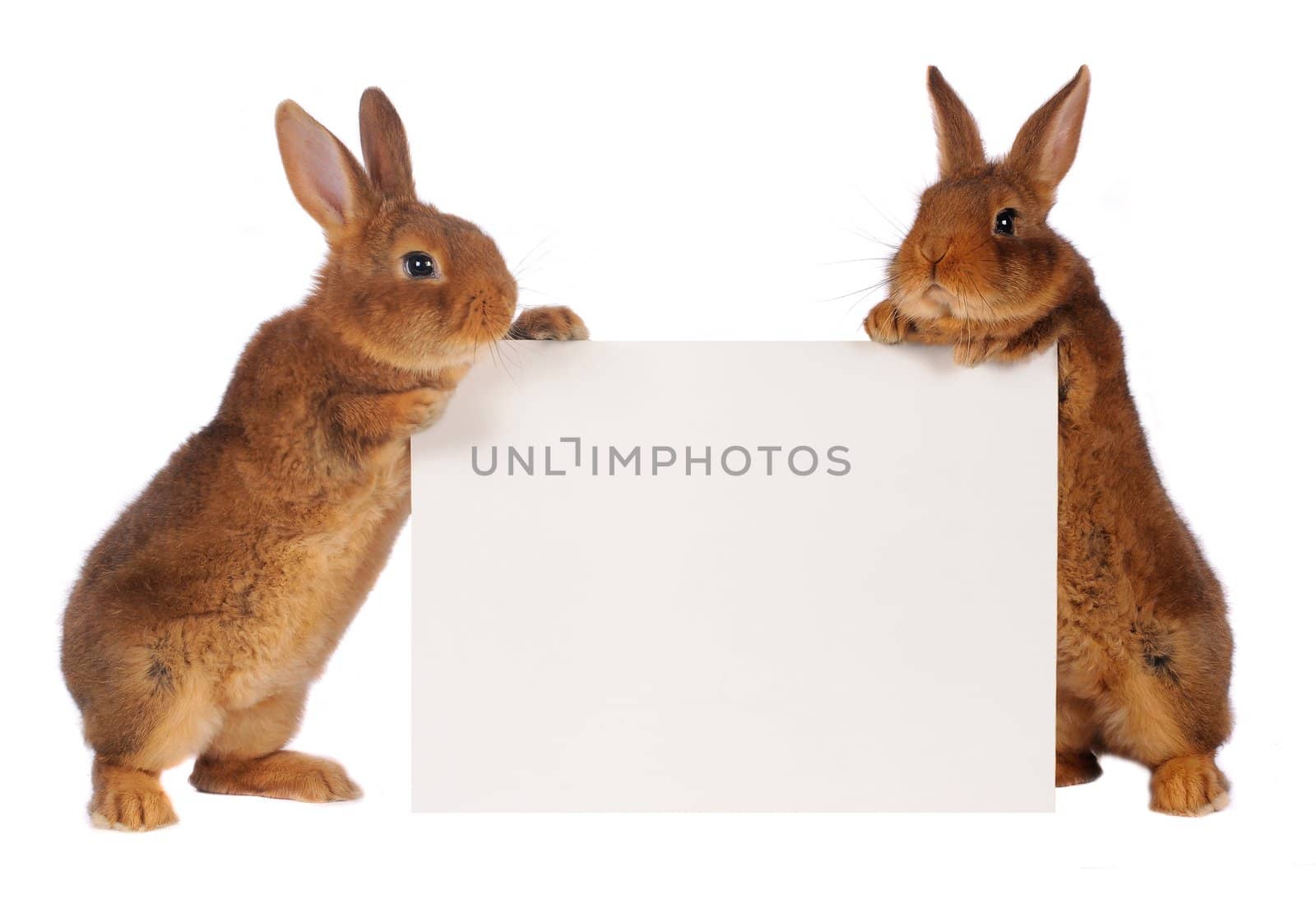  two rabbit with sheet for a text writing