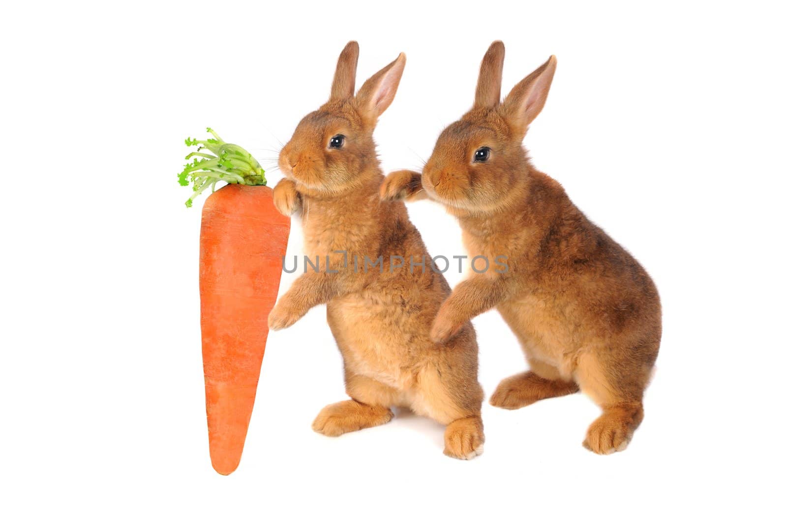  two standing a rabbit on a white background
