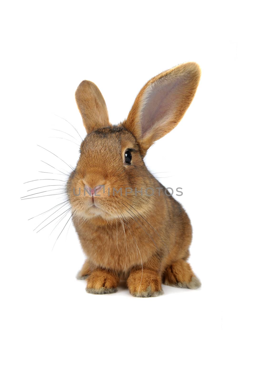 Brown Rabbit on white background