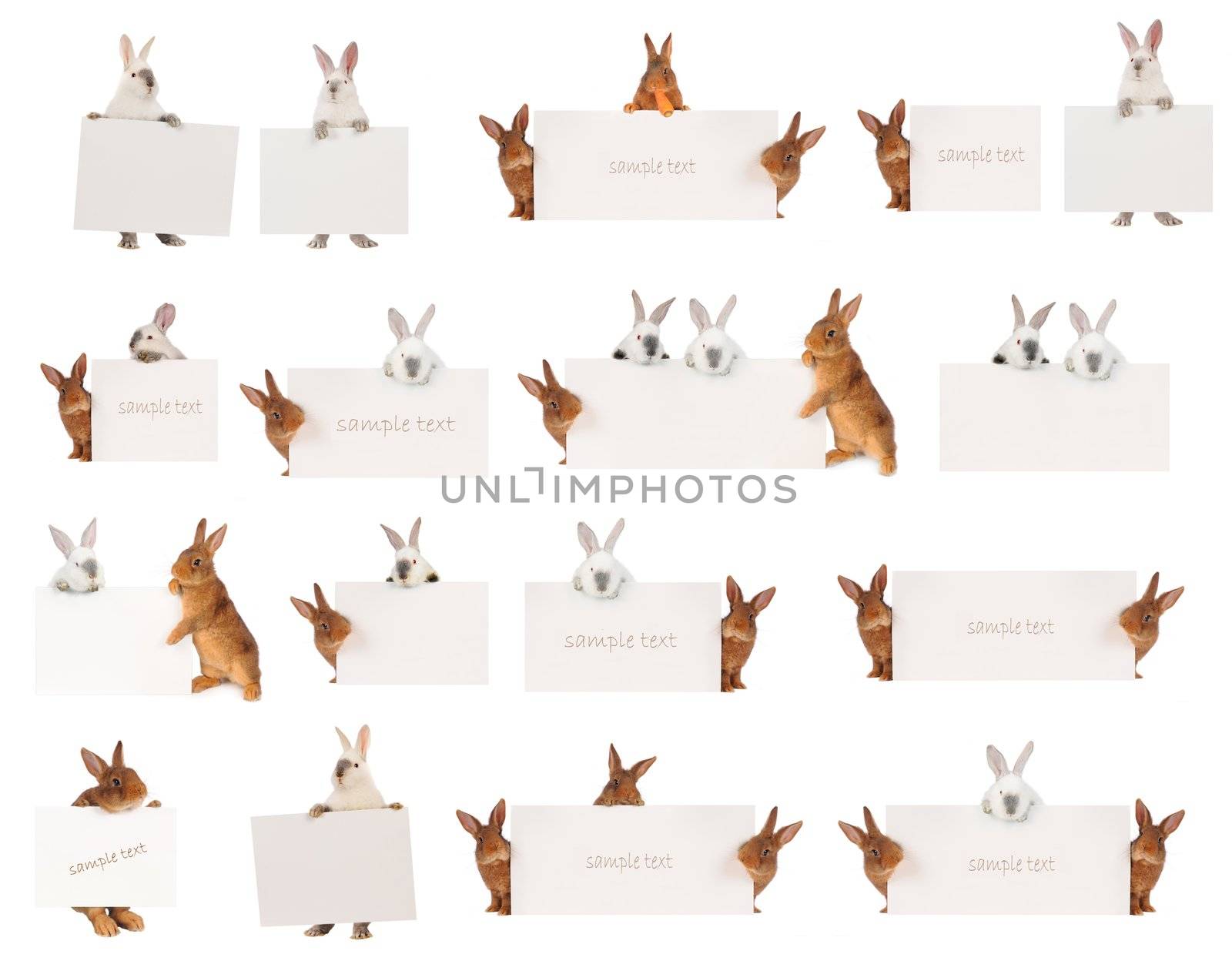  rabbit  with a white background for text drawing