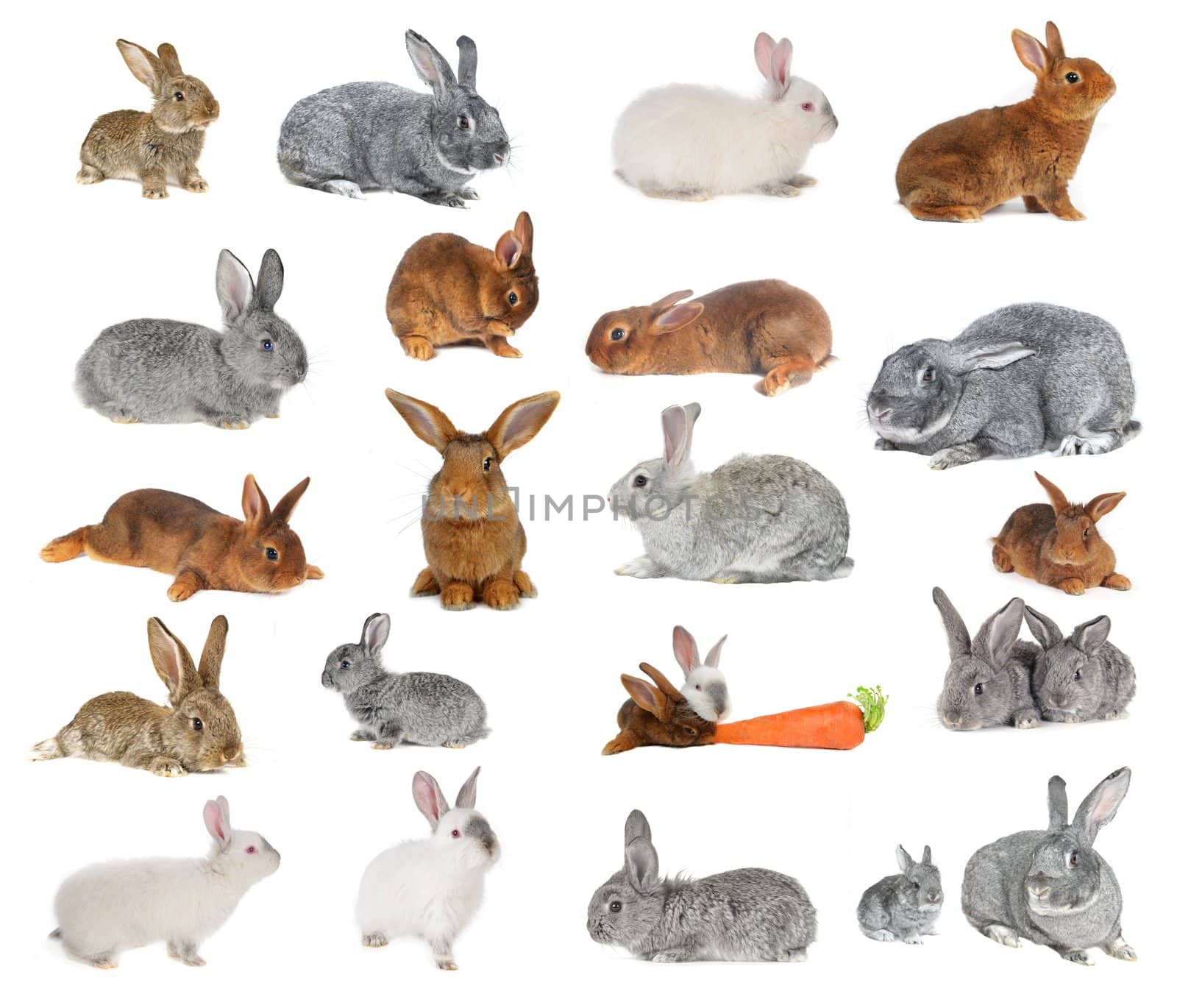  Rabbit a on white background