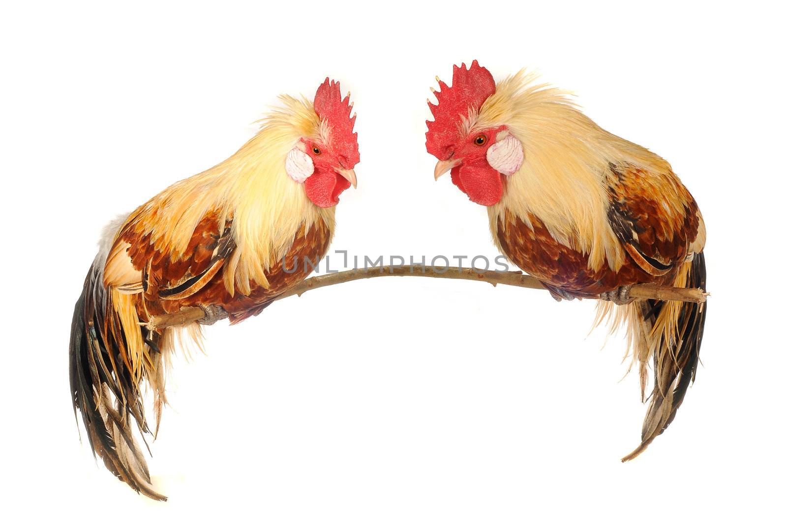  cock on a white background