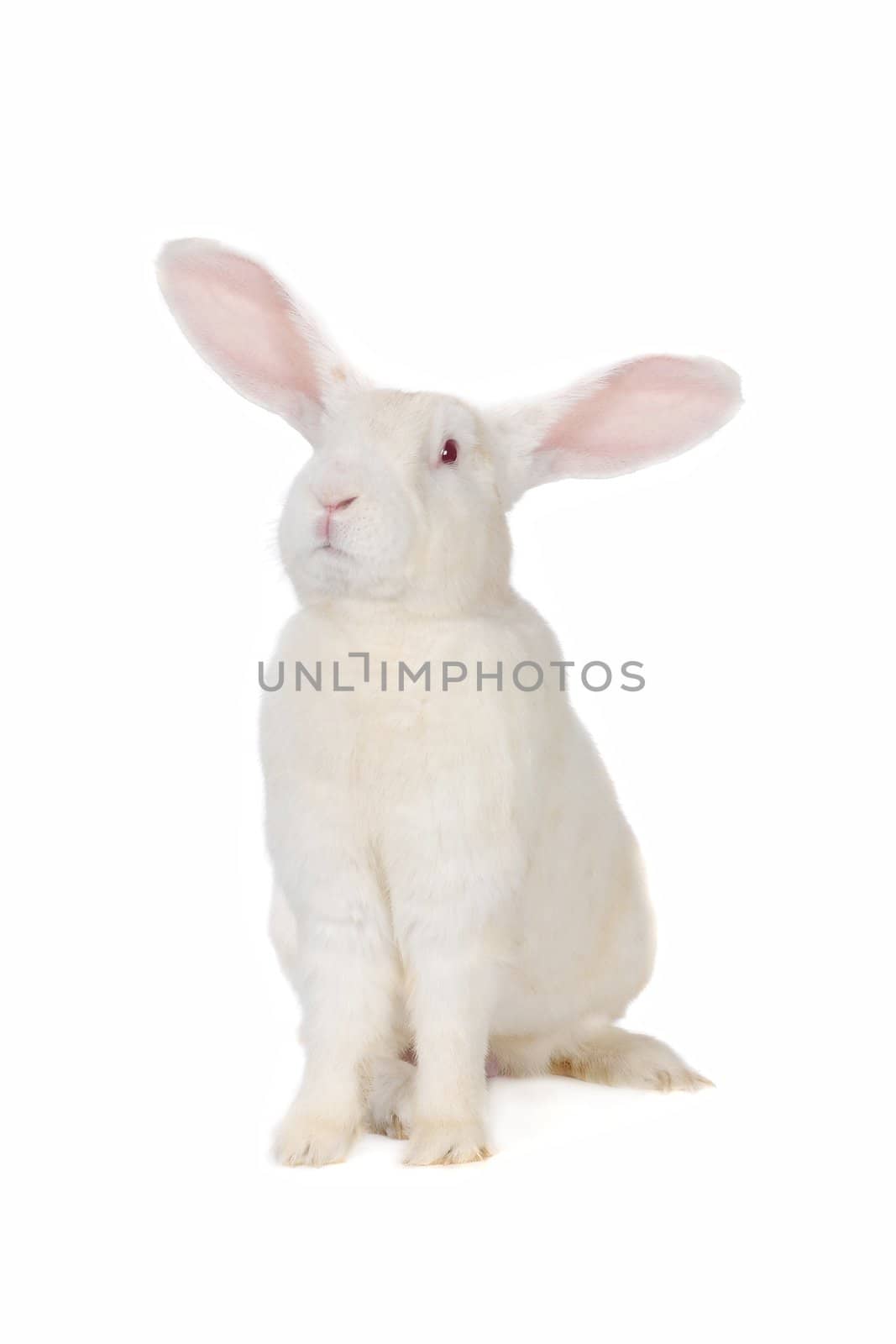 white rabbit with blue eyes