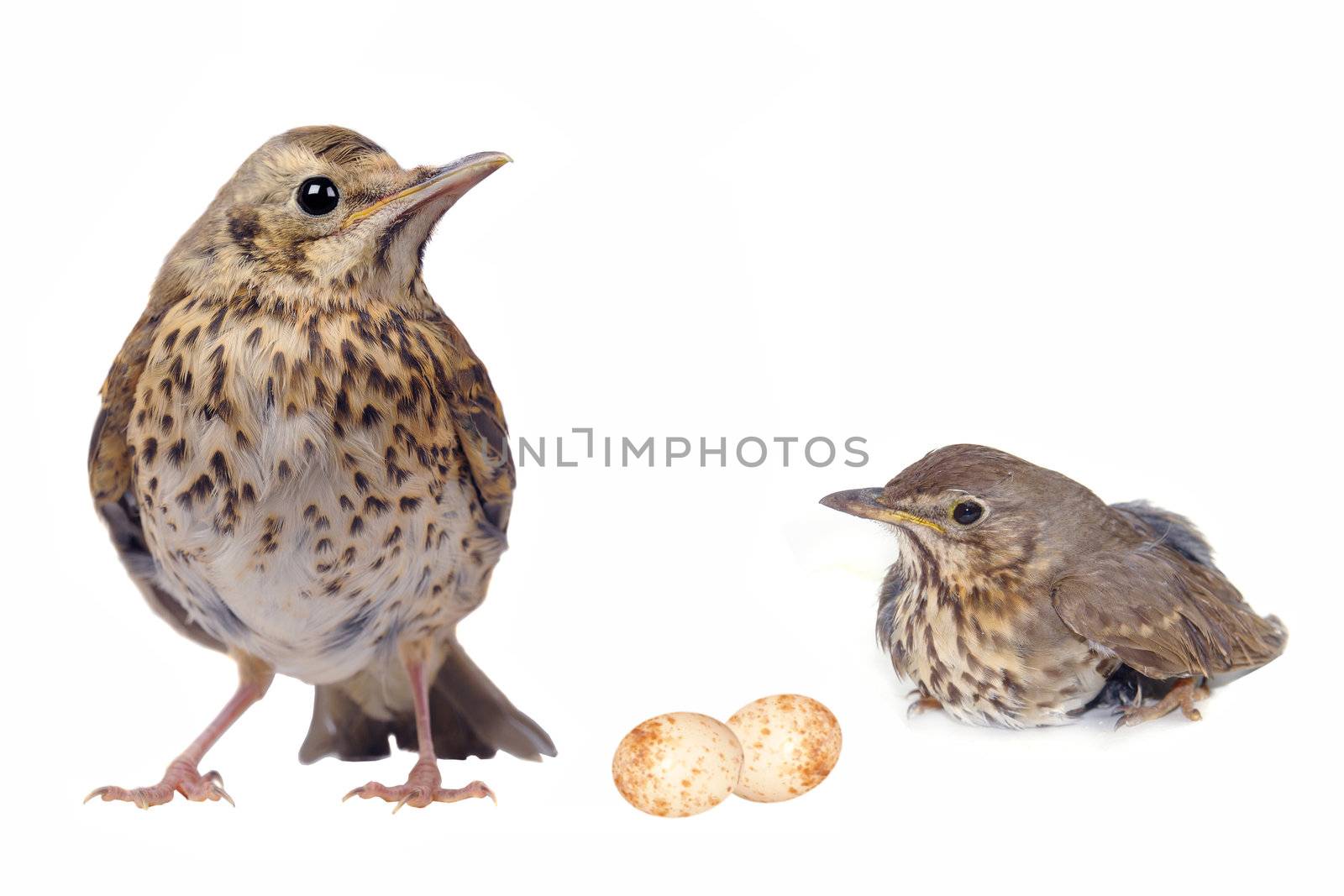 song thrush  on a white background