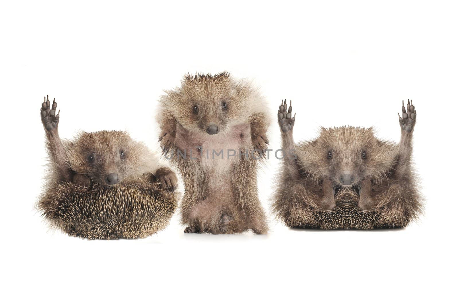 Standing hedgehog on a white background