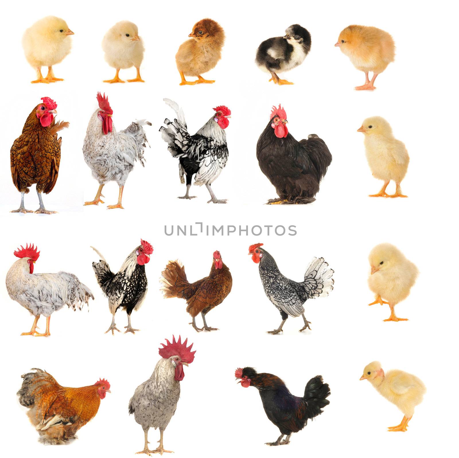 cock on a white background                               