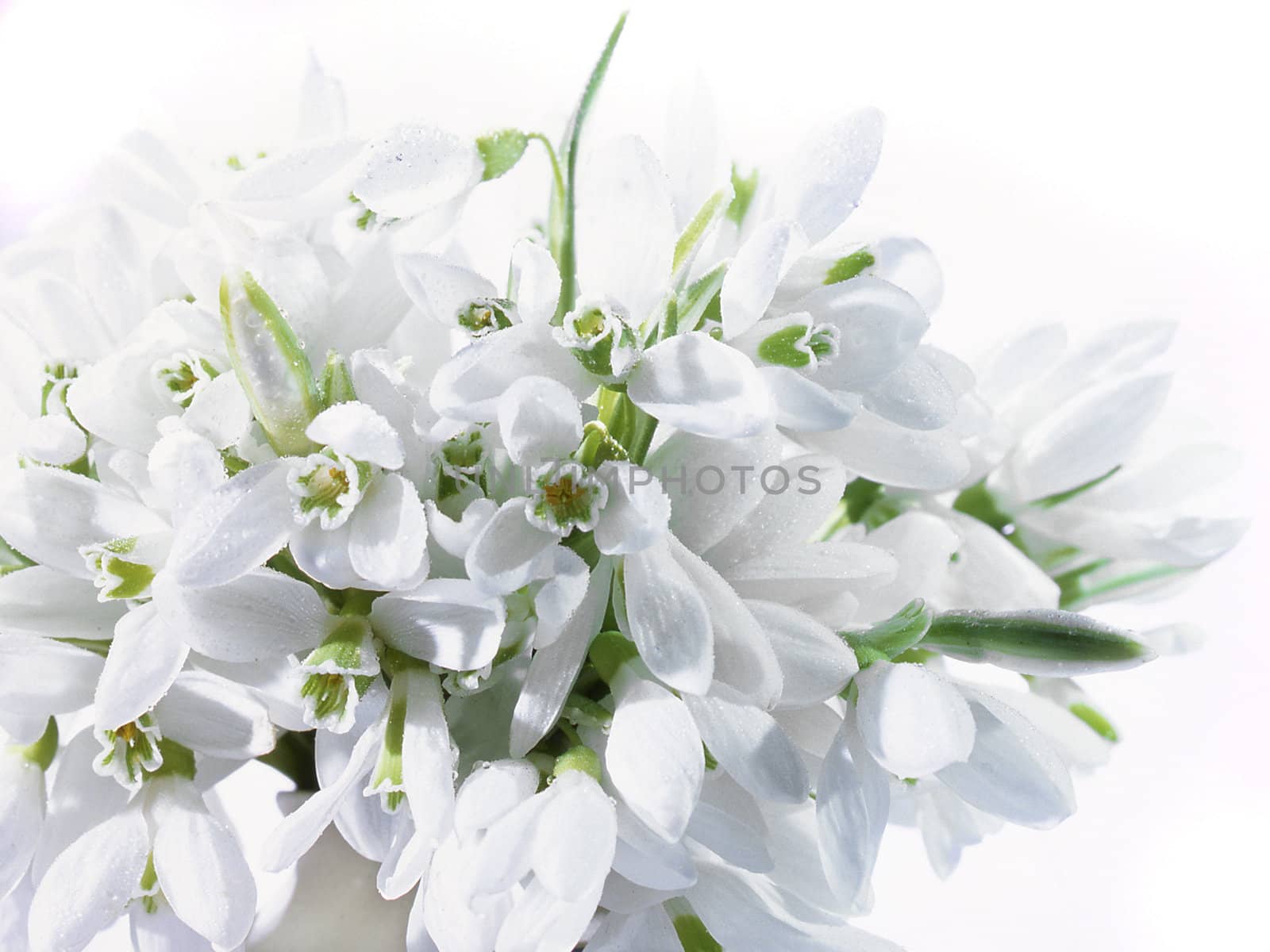 Snowdrop �n a green background