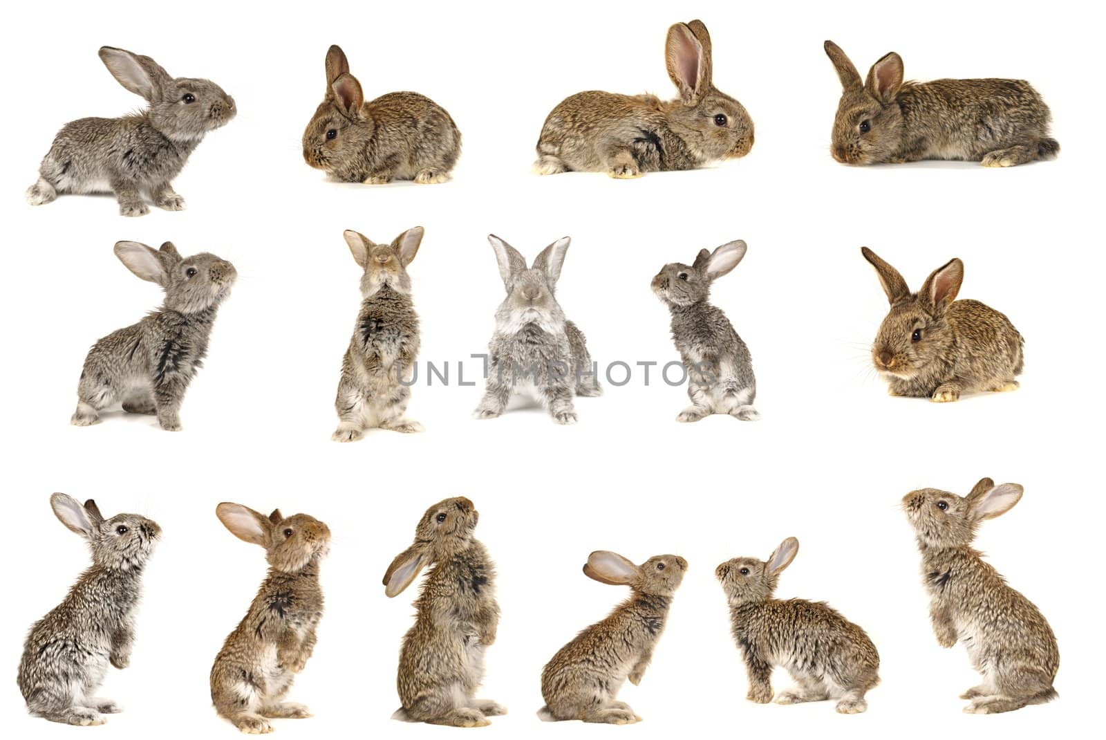 grey rabbit �n a white background
