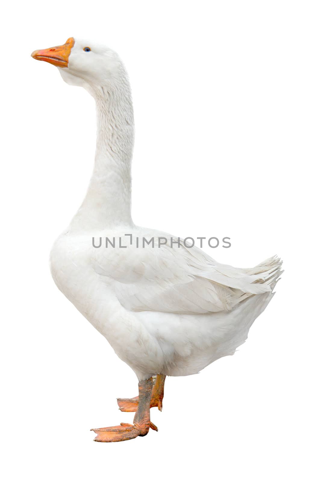 goose on a white background
