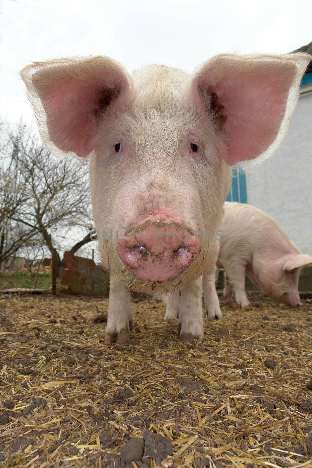 Pig on a farm                               