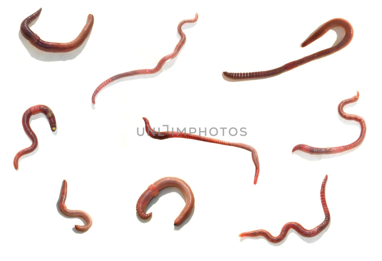 Worm  �n a white background