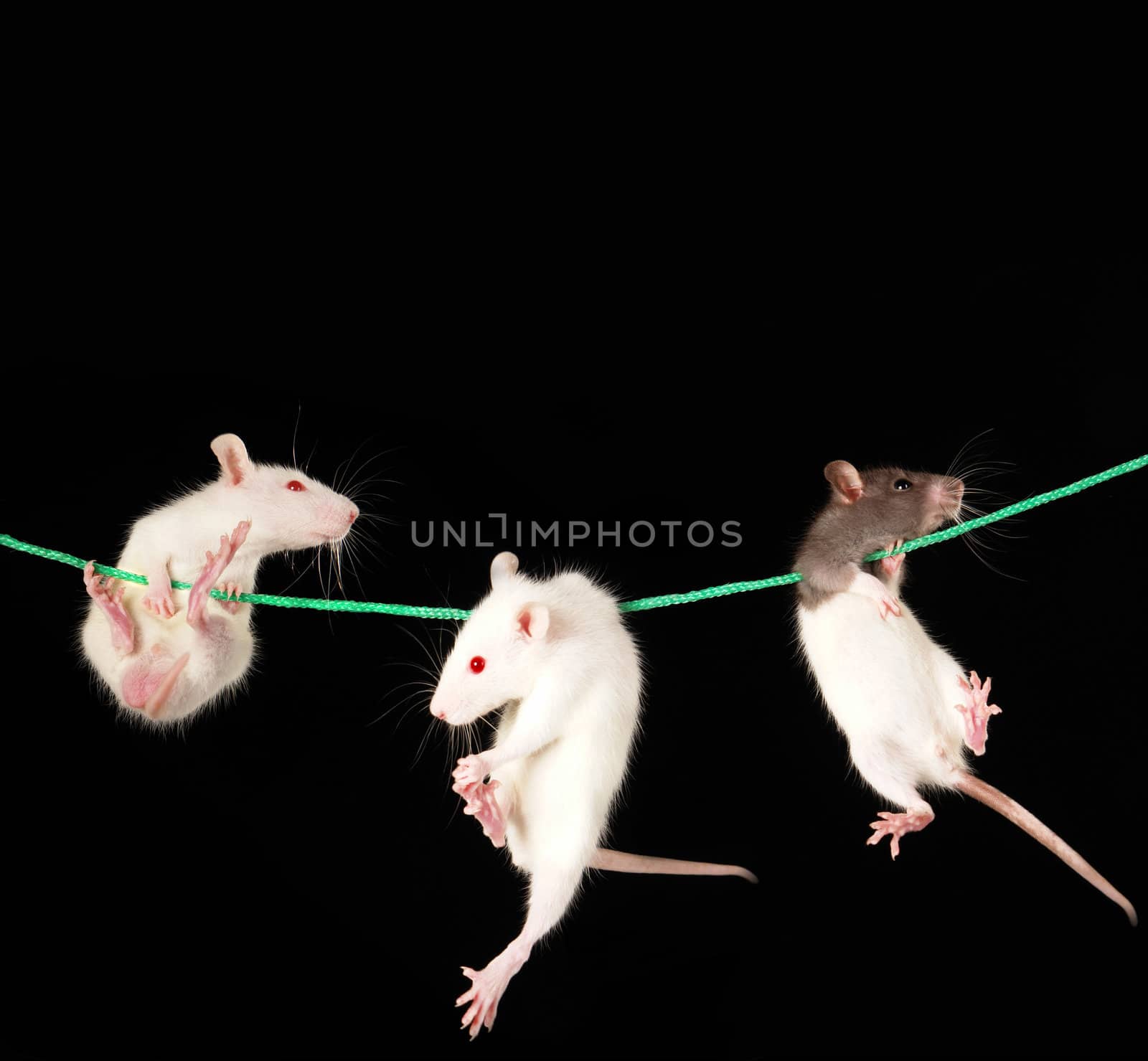 White rat on a black background