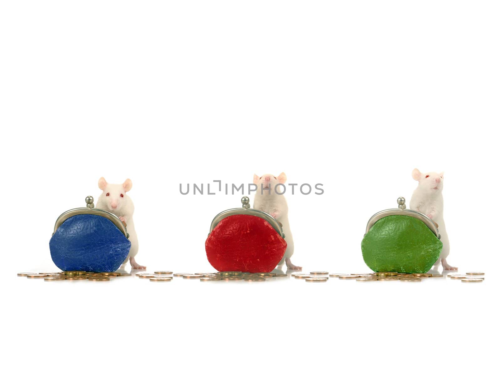 Rat on a white background                               