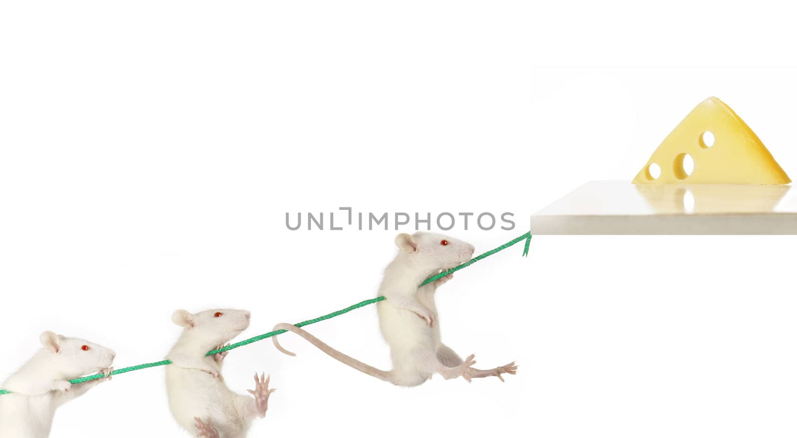 Rat on a white background  