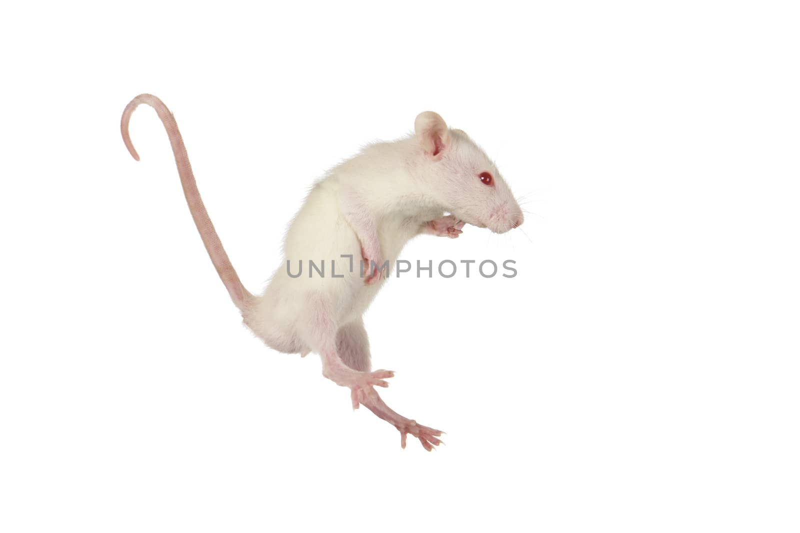 Rat on a white background       