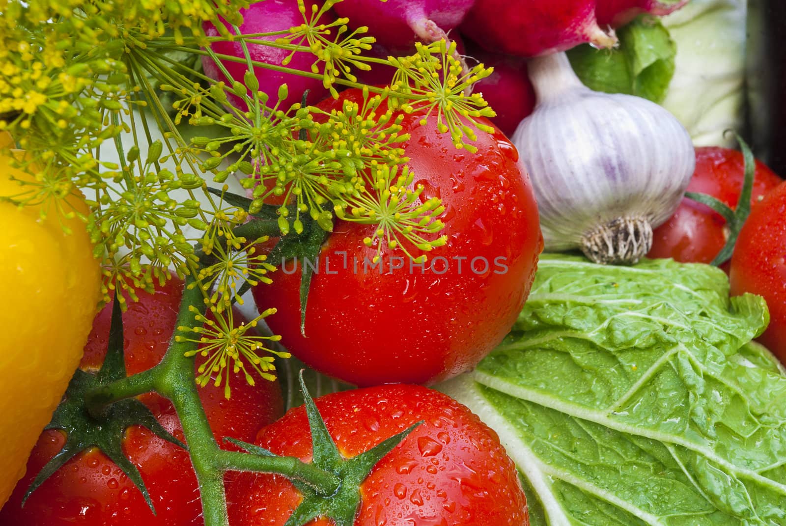 Group of vegetables close-up view