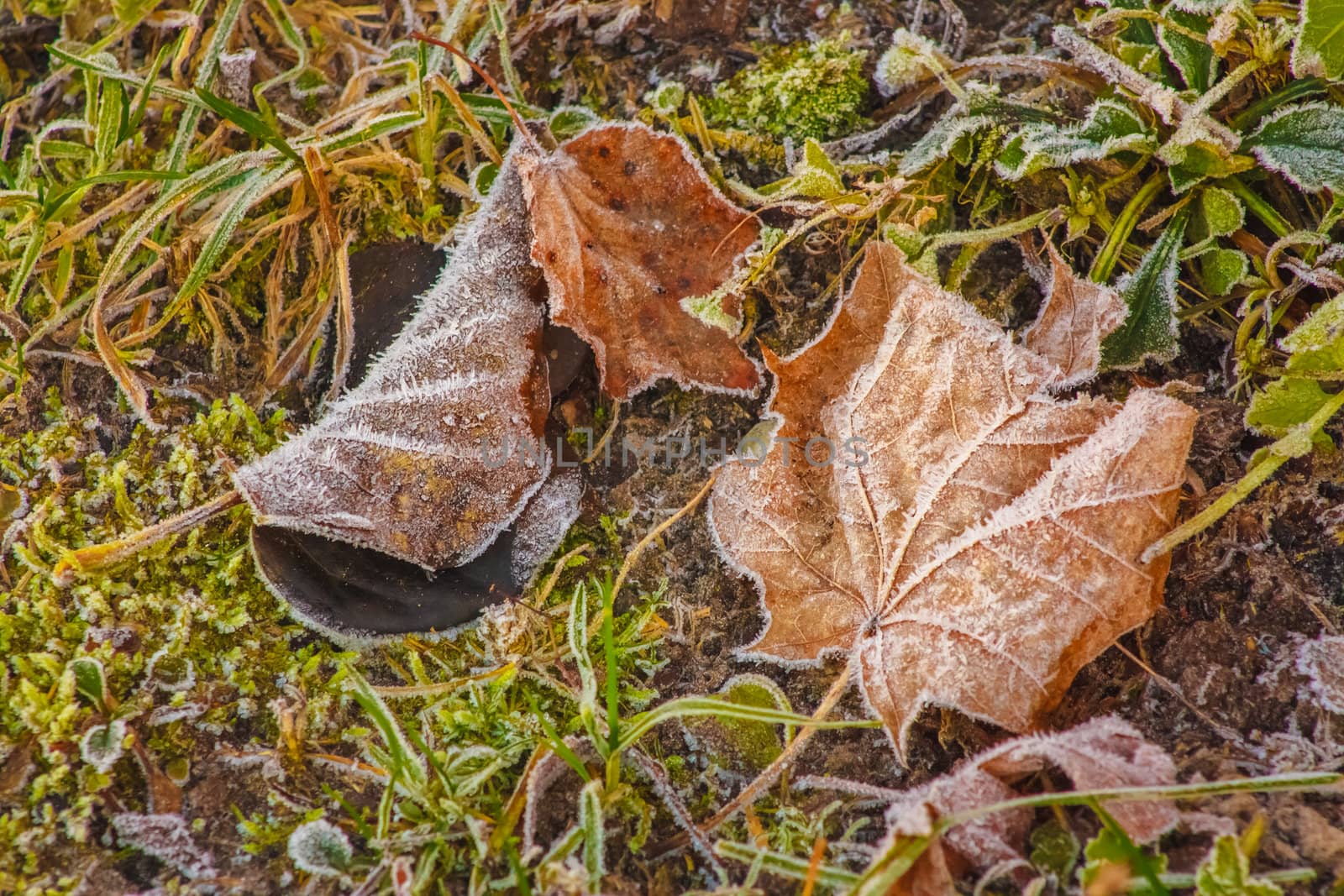 Maple Frost Green Grass by ryhor