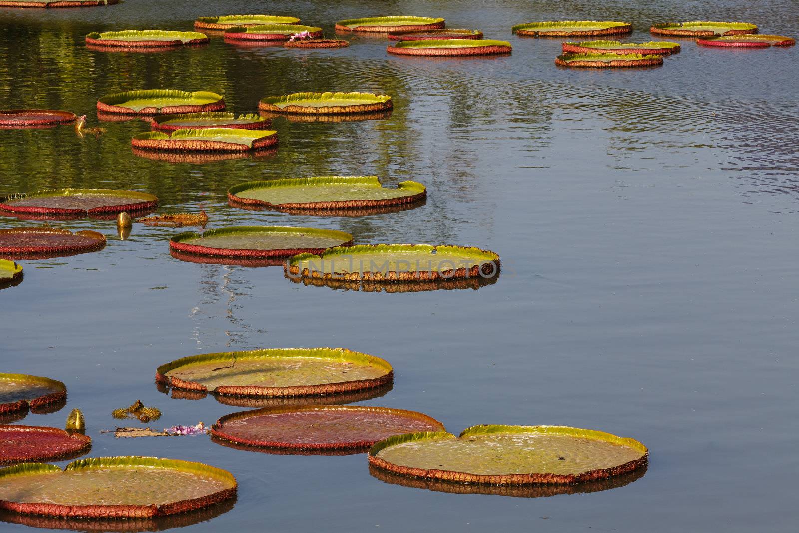 Lotus leaf characteristics and bloom will be larger