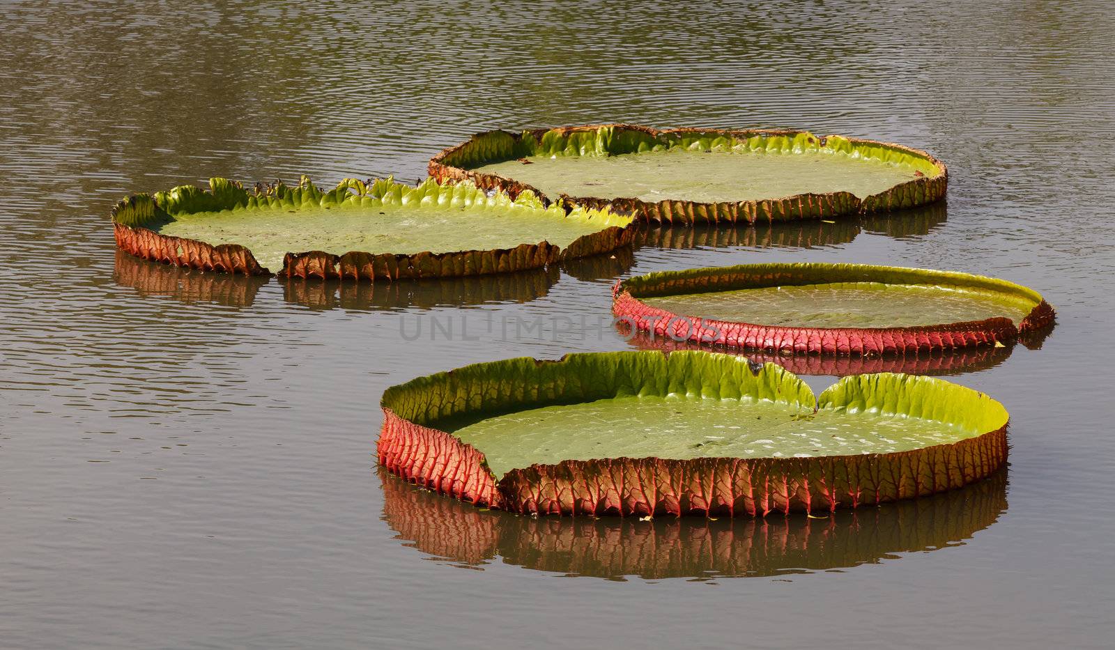 Lotus leaf  by jame_j@homail.com