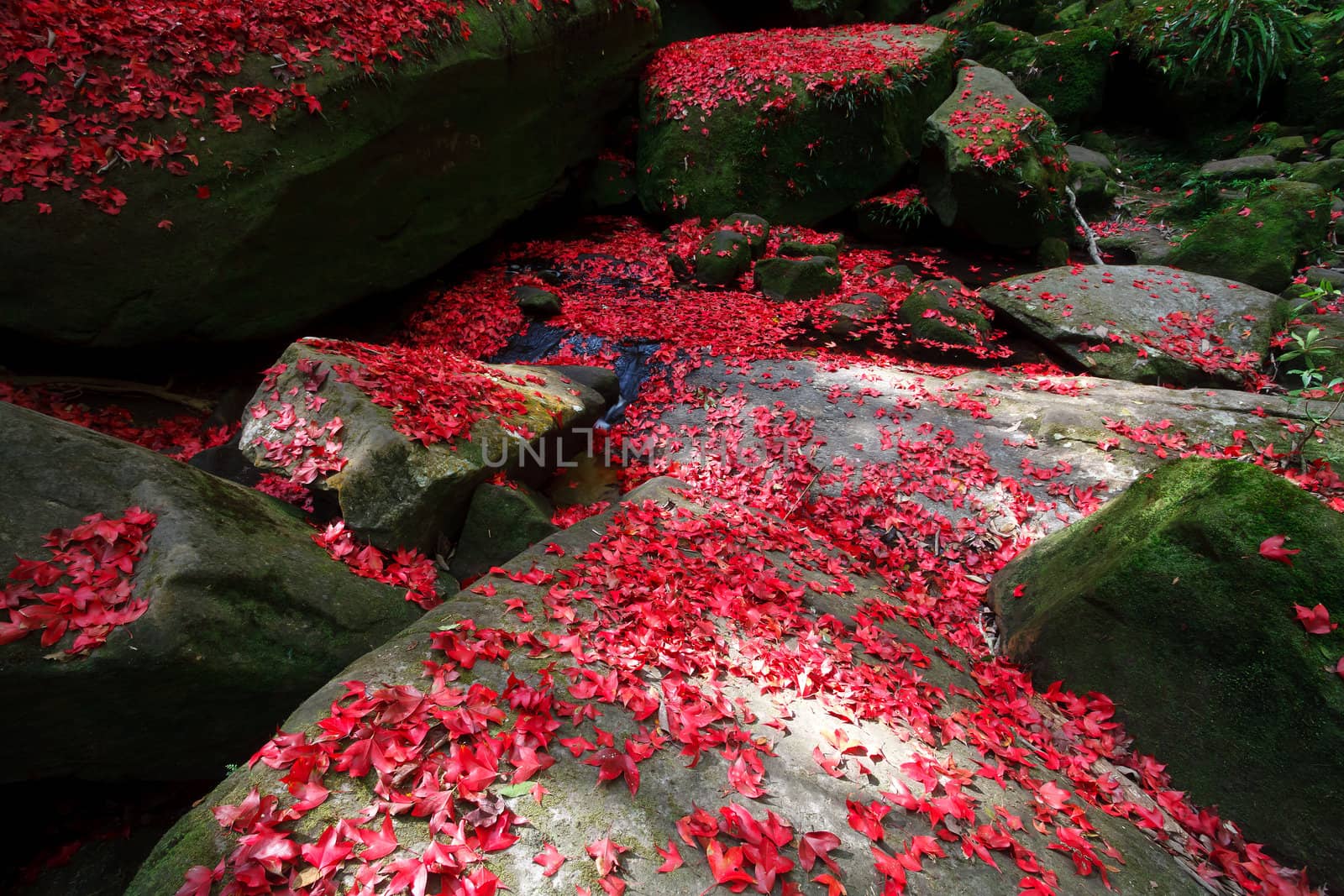 Red maple leaf during fall at Phukradung National Park, Loei, Thailand.