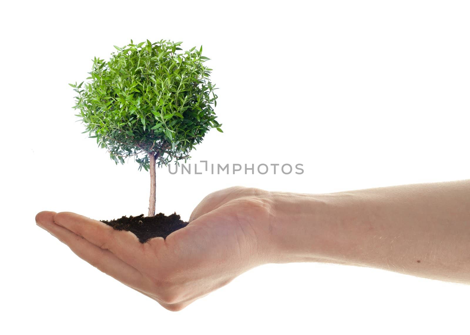 hand hold small plant, eco concept