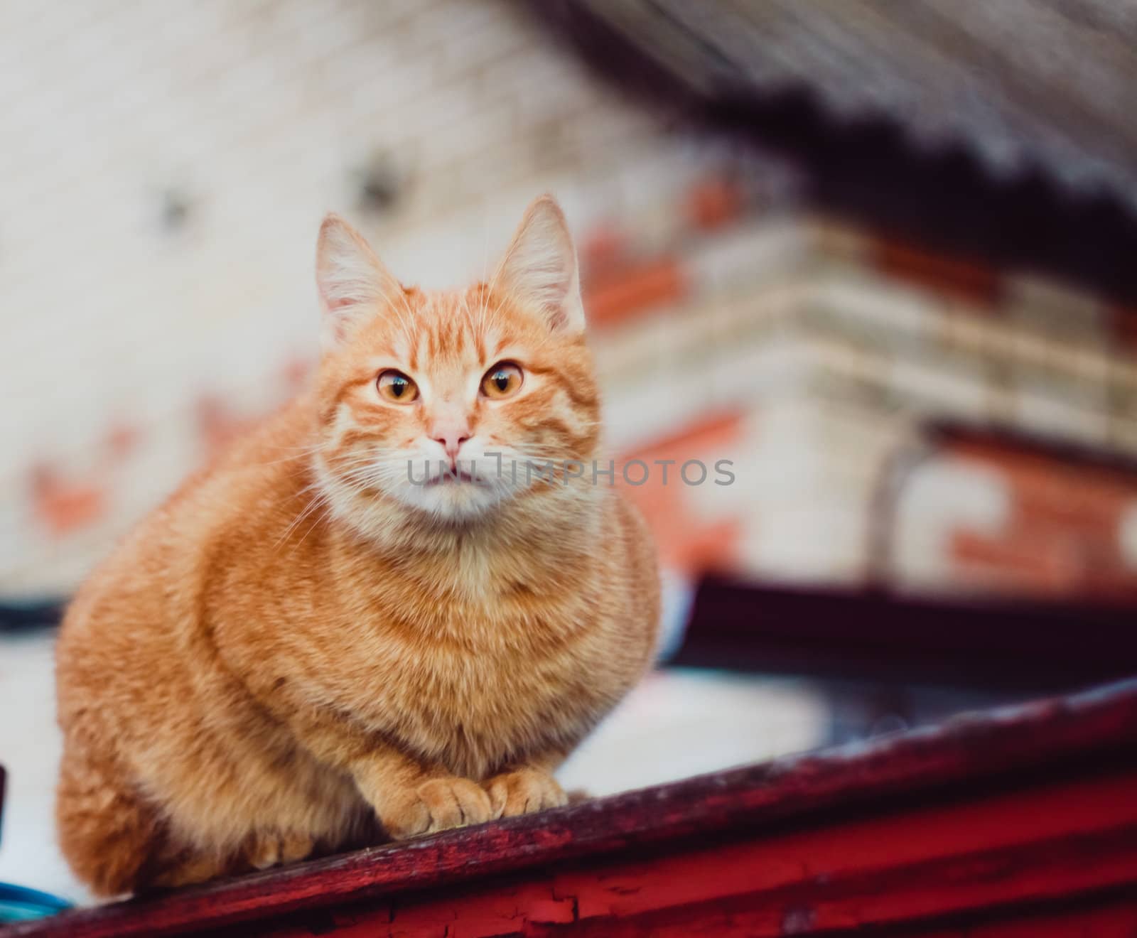 Cat Is Walking On A Fence.