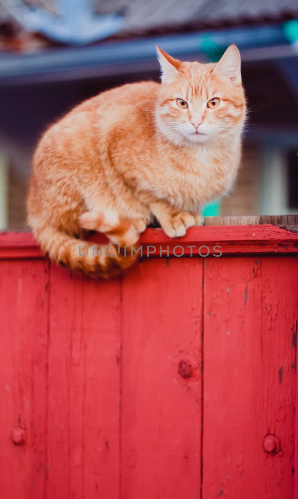 Cat Is Walking On A Fence.