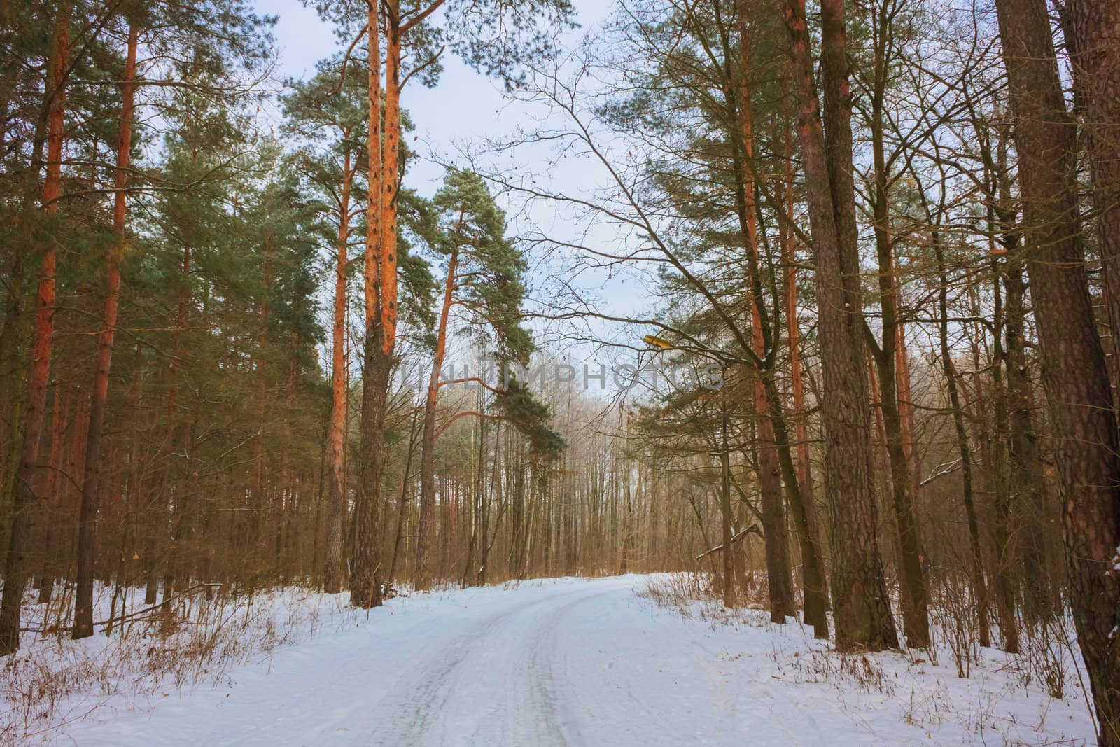 Landscape with a winter forest road