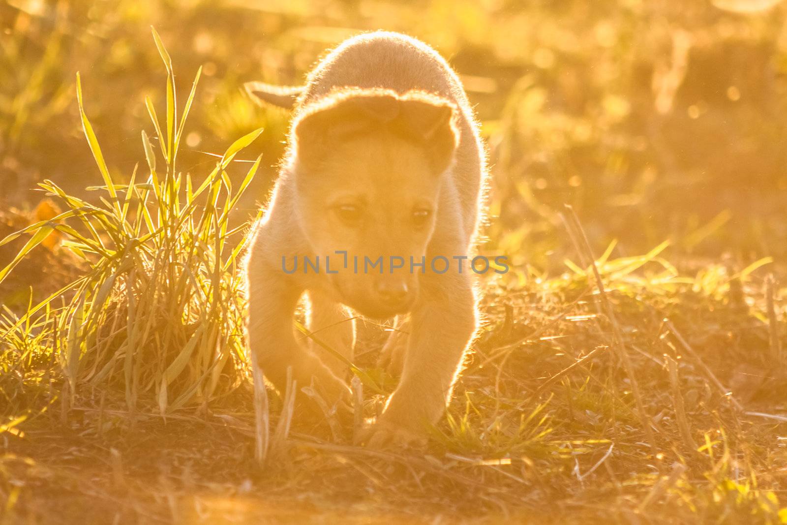 Running puppy dog in a green meadow outdoor