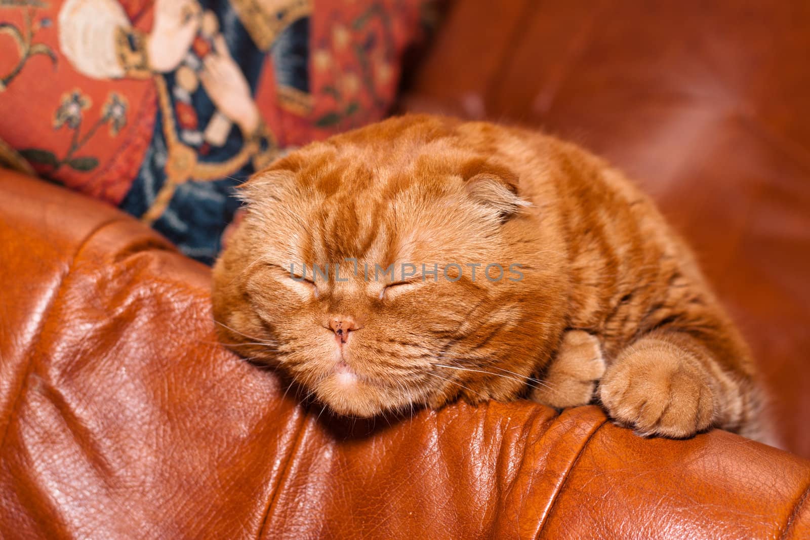 A scottish fold cat lying on leather sofa
