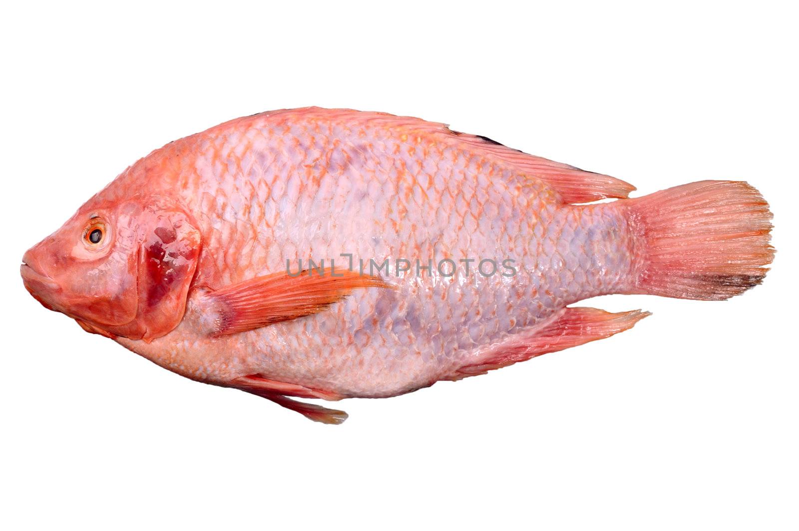 Nile Tilapia, Mango fish, Nilotica , thai peple call "pla tubtim" (Red ilapia) 