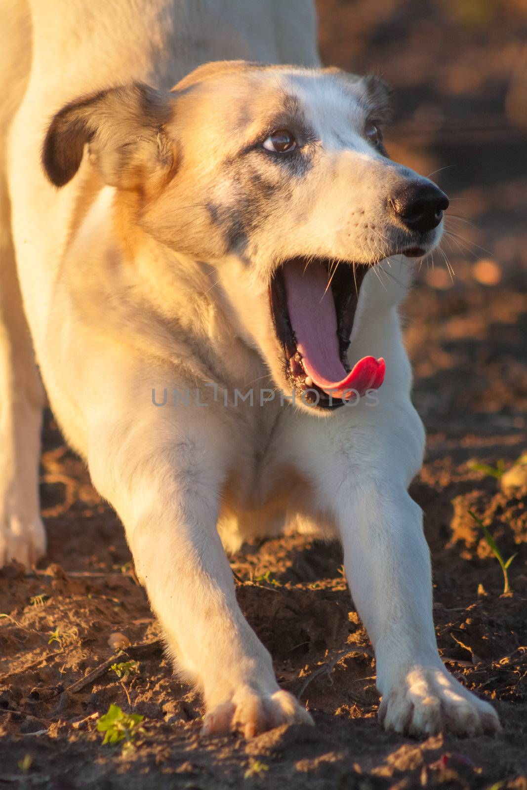 Yawning dog. Close up portrait by ryhor