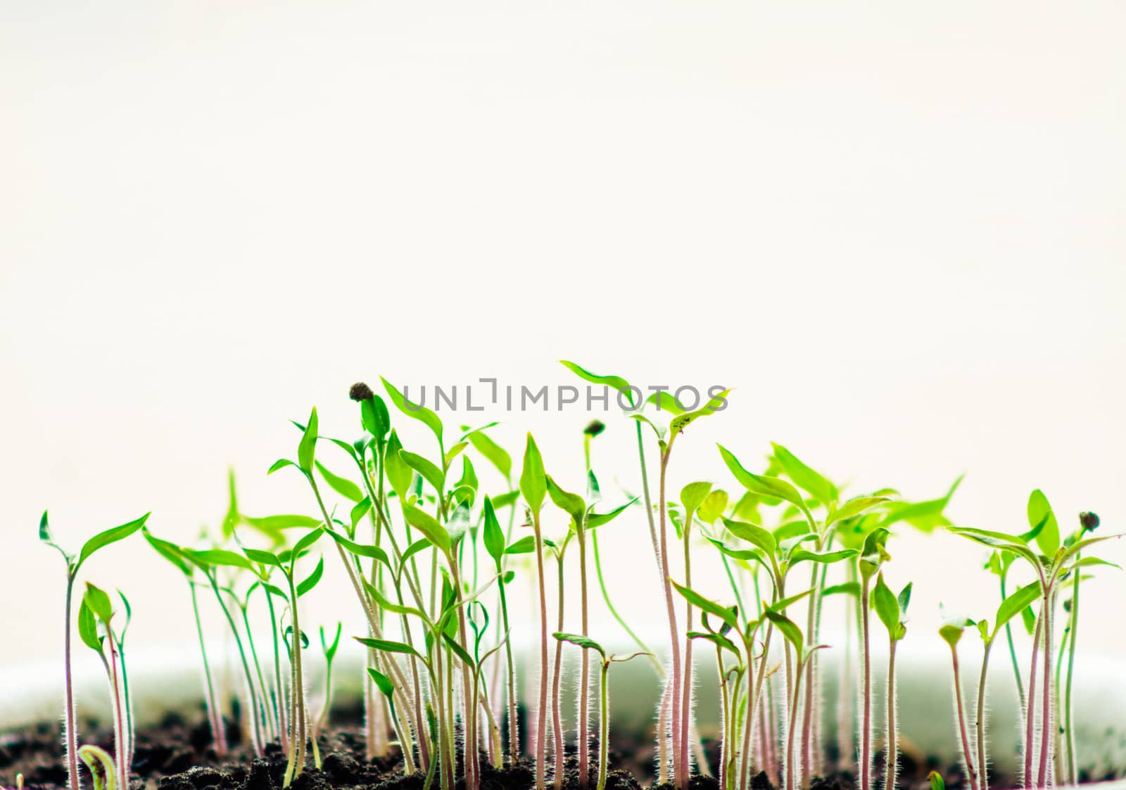 Plant In A Row In The Soil. Plant And Earth Isolated On White Background