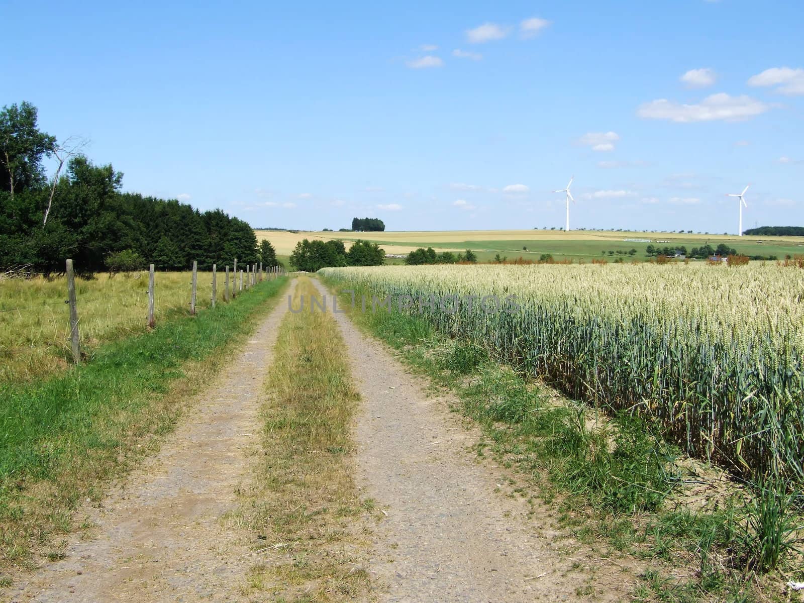 Feldweg, links Wiese und rechts Getreidefeld
