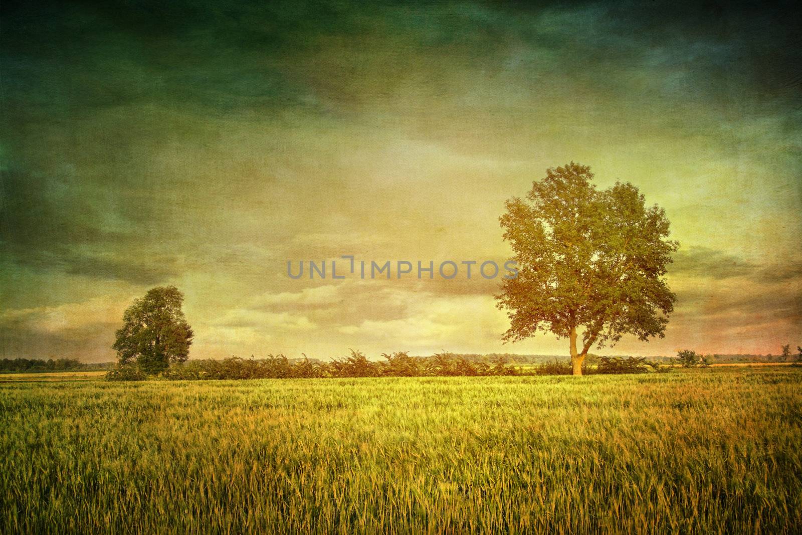 Beautiful summer fields of wheat with dramatic sky