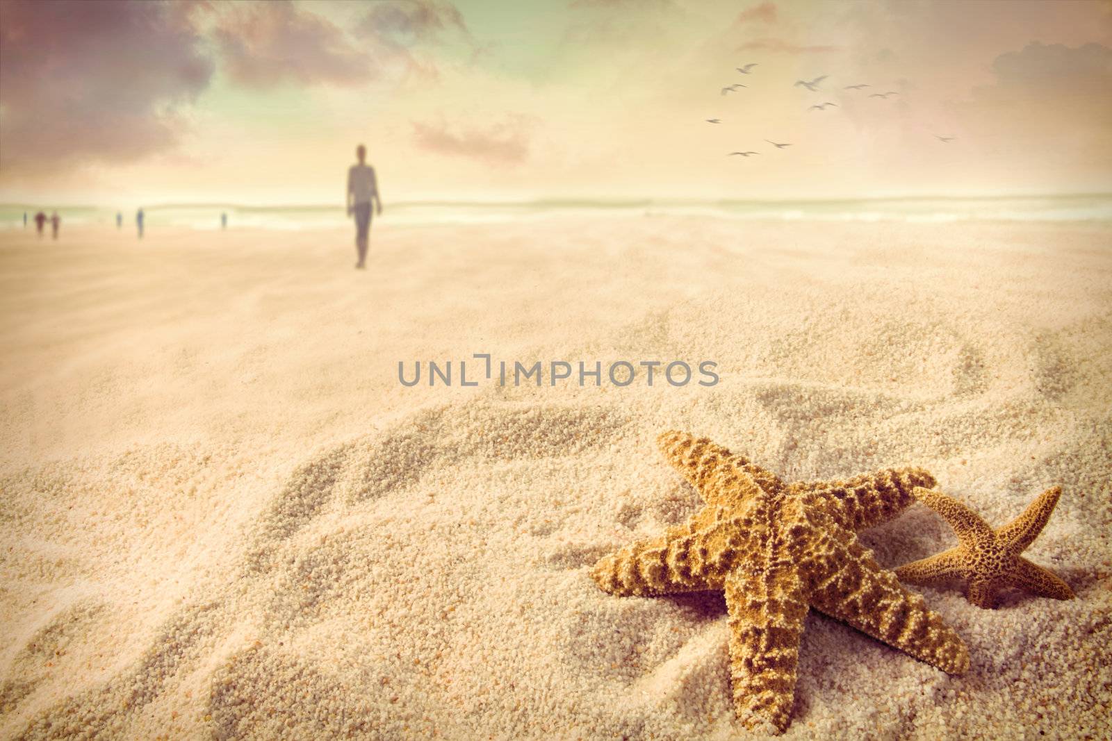 Starfish on the sand at the beach  by Sandralise