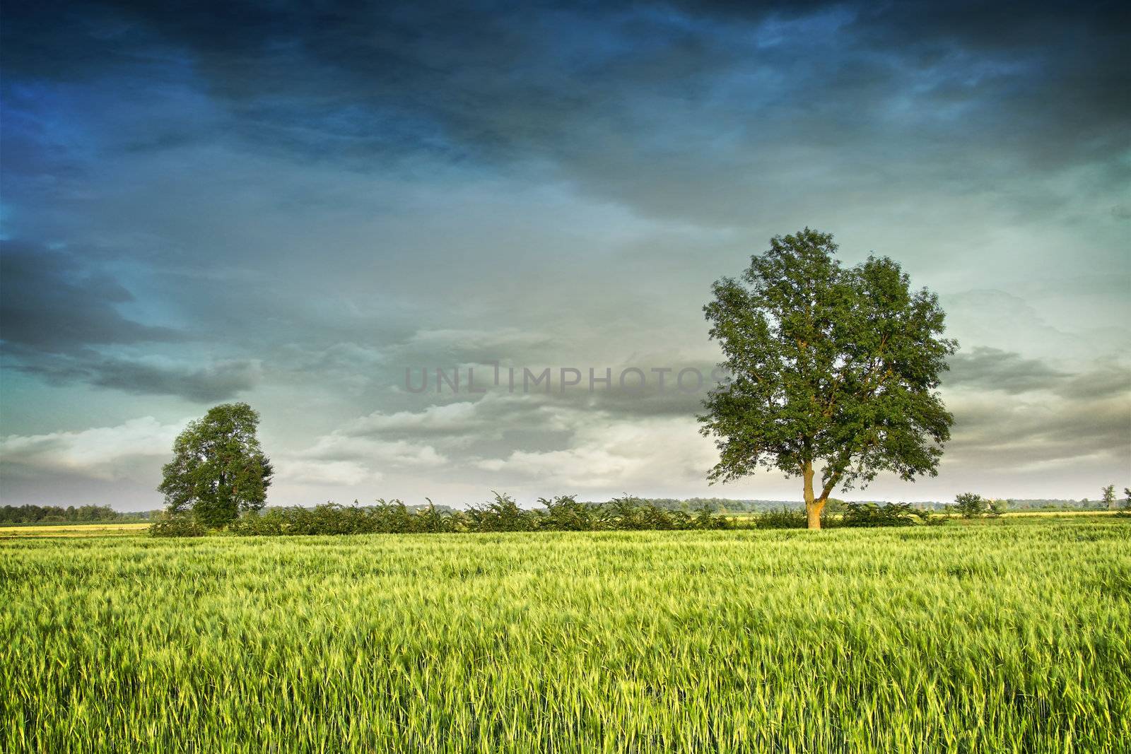 Beautiful summer fields of wheat with dramatic sky