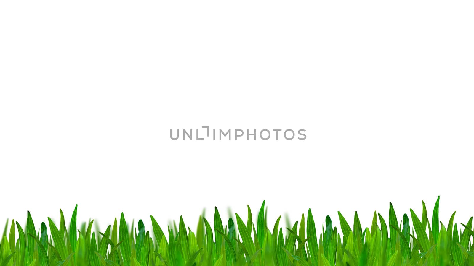 green grass isolated on white background