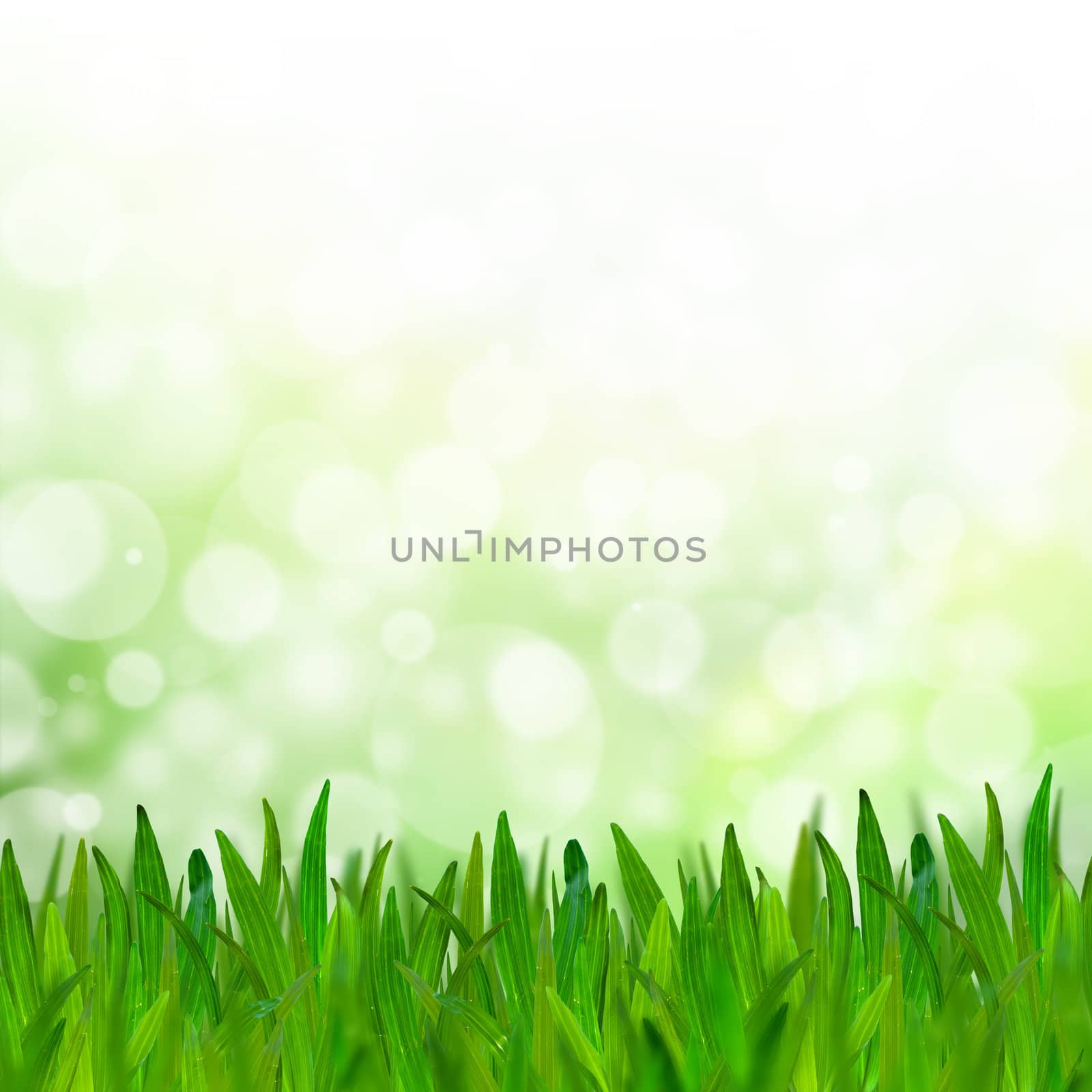 Abstract green tone bokeh background with green grass. by jakgree